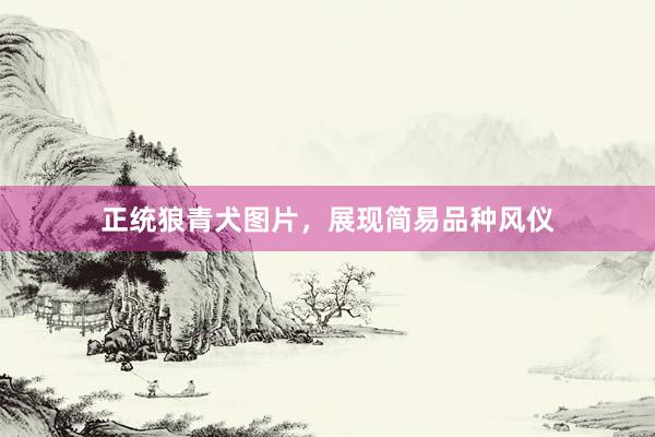 正统狼青犬图片，展现简易品种风仪