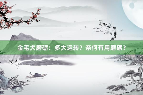 金毛犬磨砺：多大运转？奈何有用磨砺？